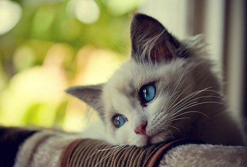 11940715_1473259269642672_7295468284876454207_n