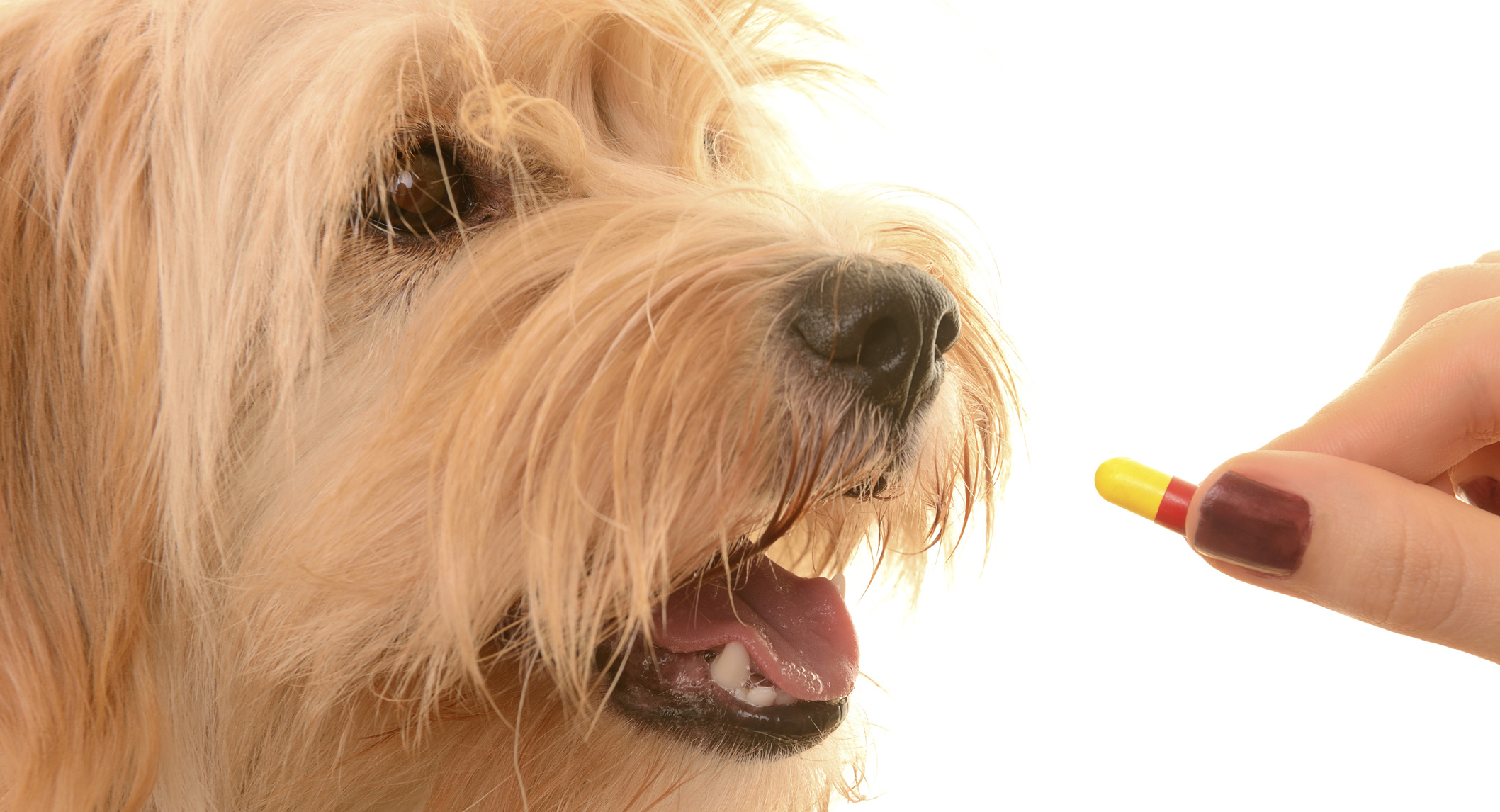 como-dar-remedio-cachorro