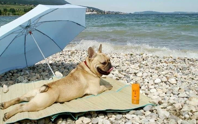 cão em praia
