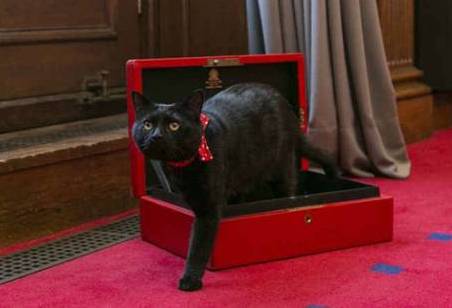 mundo-gatos-britanicos-20160729-06