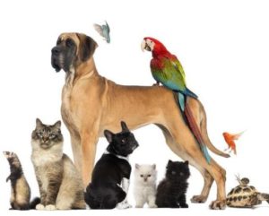 pets