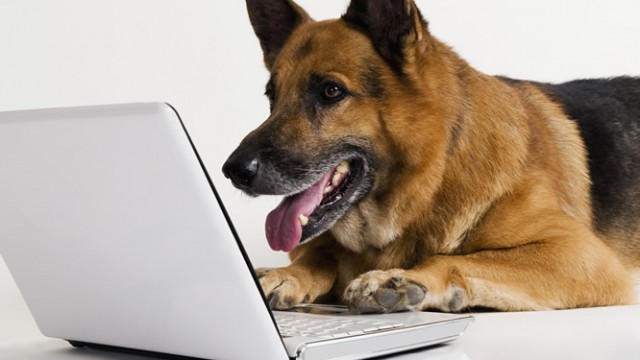 Cão vendo computador