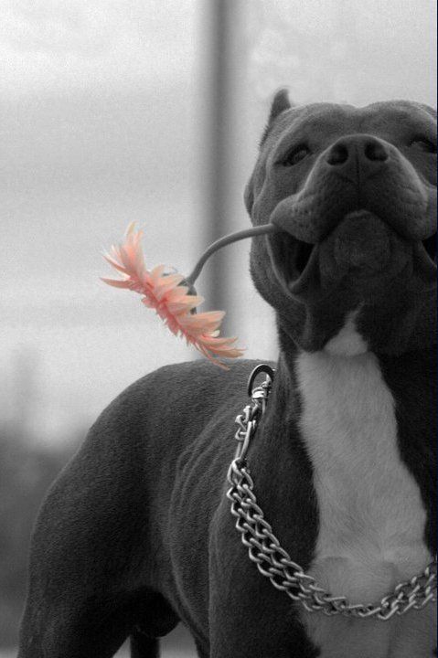 Pit Bull