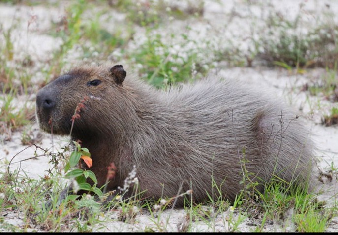capivara-8