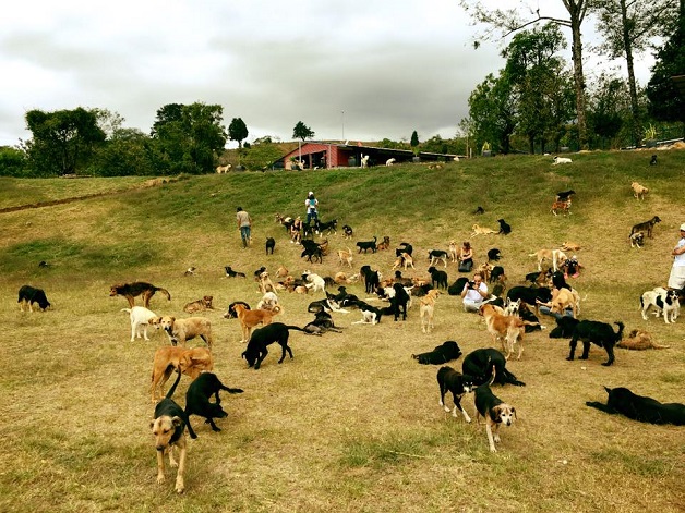 dog11