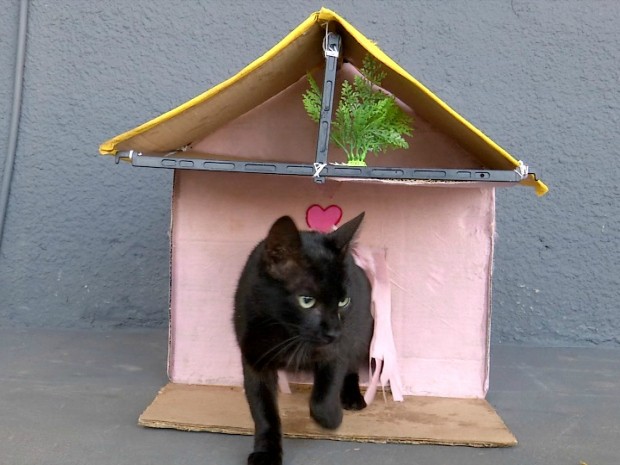 ed_castracao_gatos_presidio_1