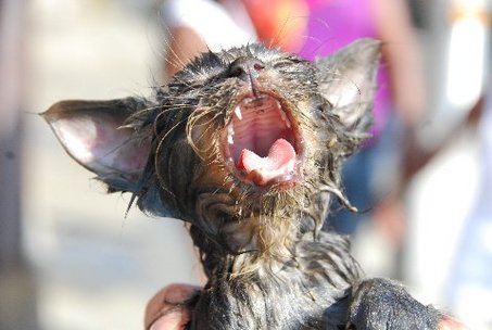 gato afogado