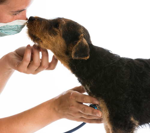perro-y-veterinario