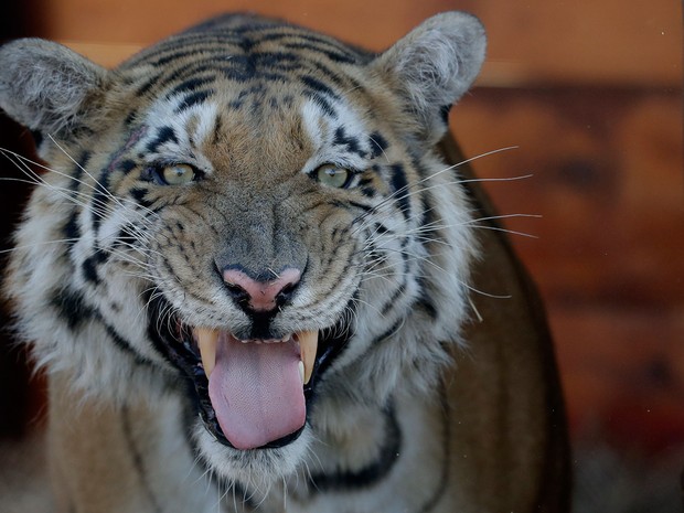 south-africa-zoo-resc_fran