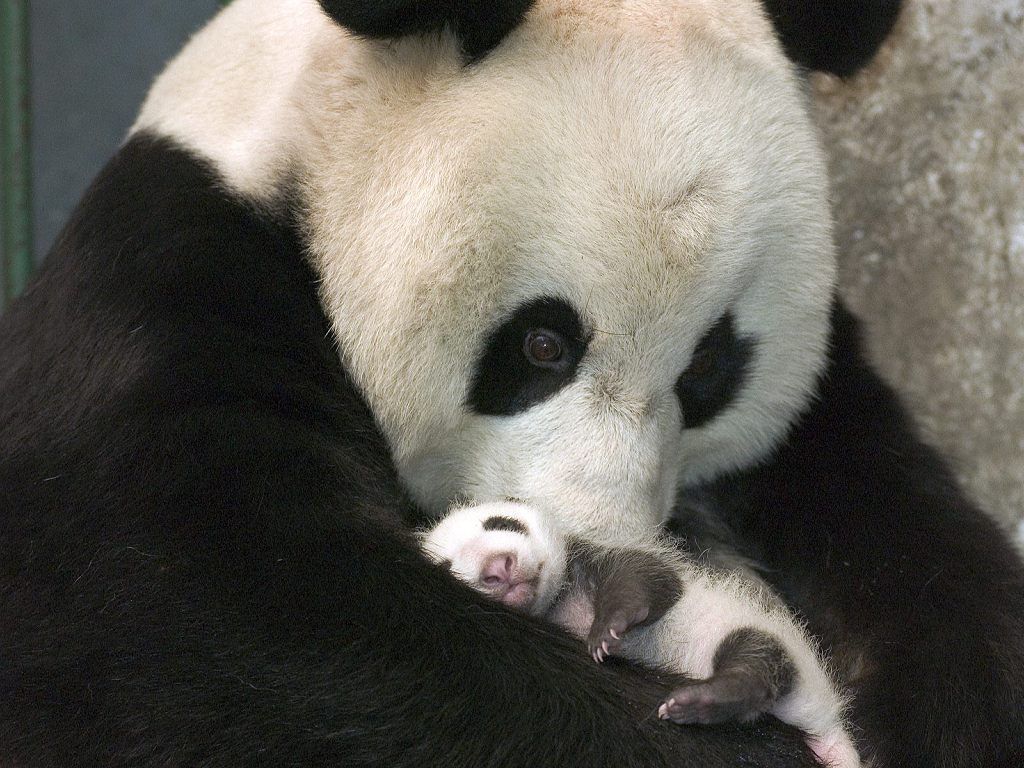 urso-panda-e-o-filhote-b6bde
