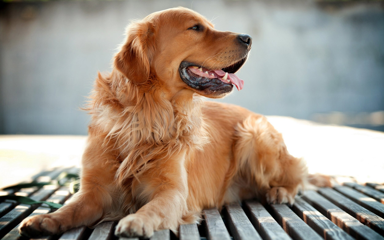 golden-retriever-detailed-image