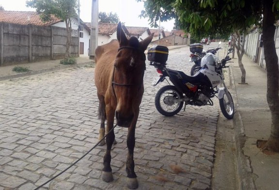 maus-tratos-bairro-popular-pm-de-leopoldina-prisao-de-um-rapaz-e-um-menor-576x392