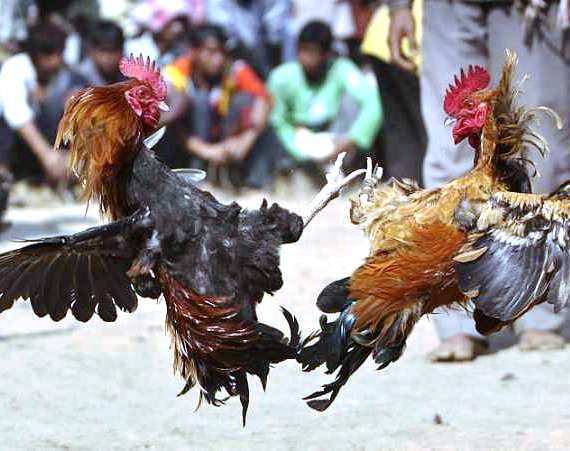 briga-de-galo