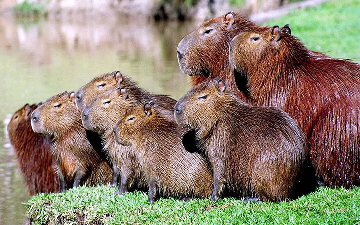 capivara