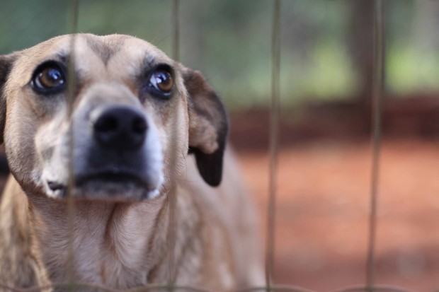 denuncia-maus-tratos-animais-01