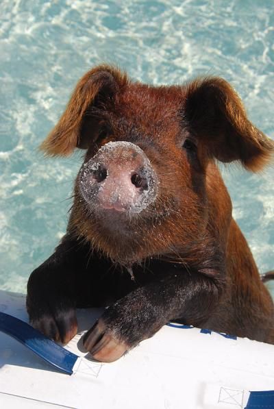 pig