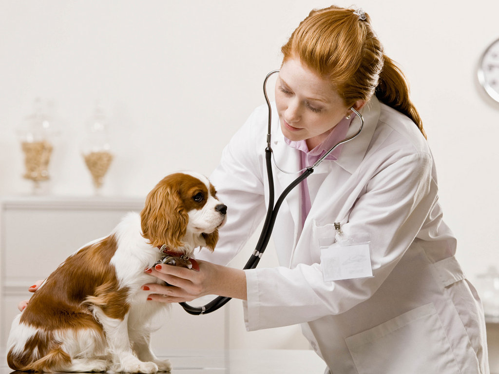 Serious veterinarian examining dog and listening with stethoscope during checkup