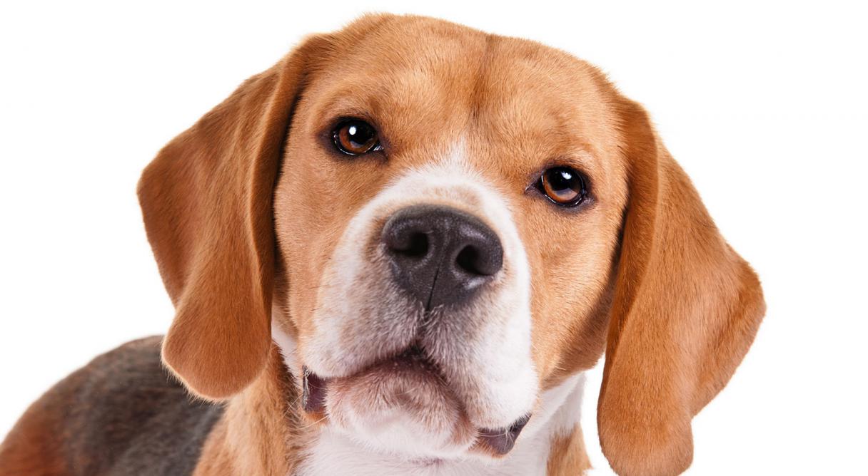 beagle_hero