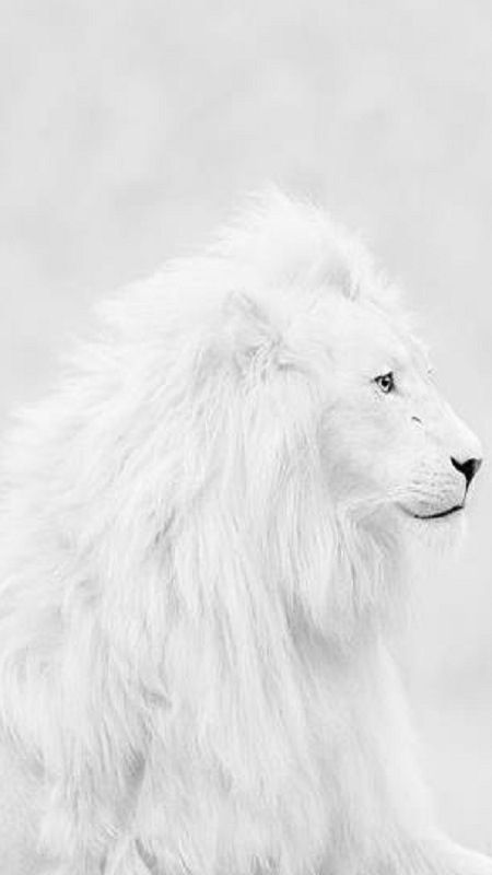 leao-branco