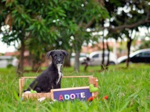 book_pet_adocao_5