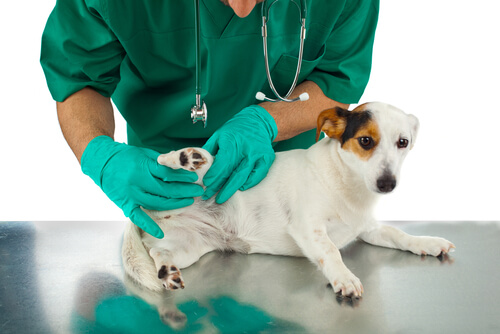cao-veterinario