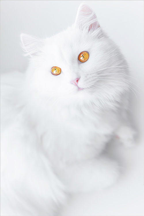 gato-branco