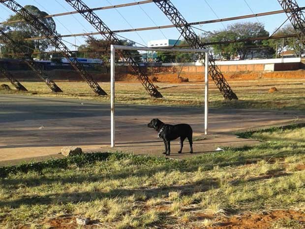 labrador3