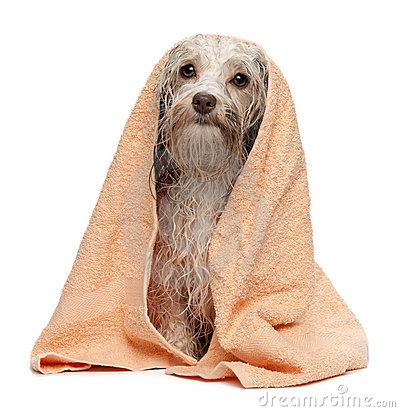 perro-havanese-del-chocolate-mojado-despus-del-bao-19119875