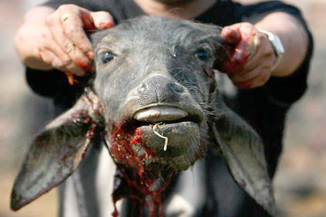 rituais_stf_animal-sacrifice-800x461