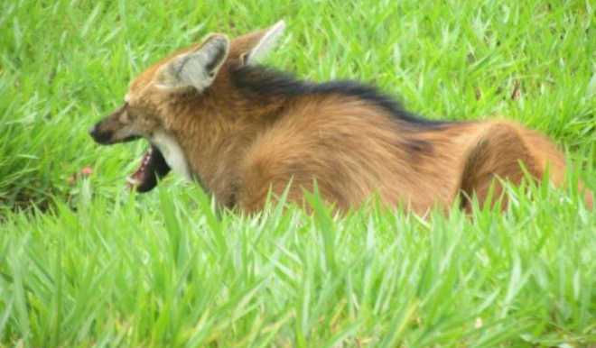 sp_castilho_lobo_guara_resgatado_atropelamento
