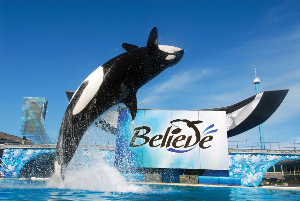 sea-world-orlando-shamu-believe-baleia