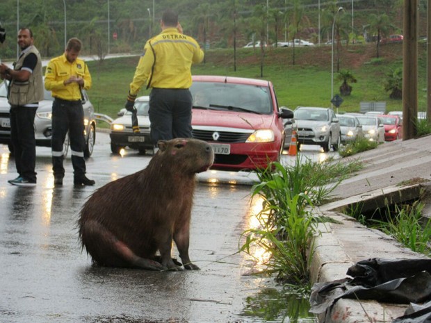capivara-transito2
