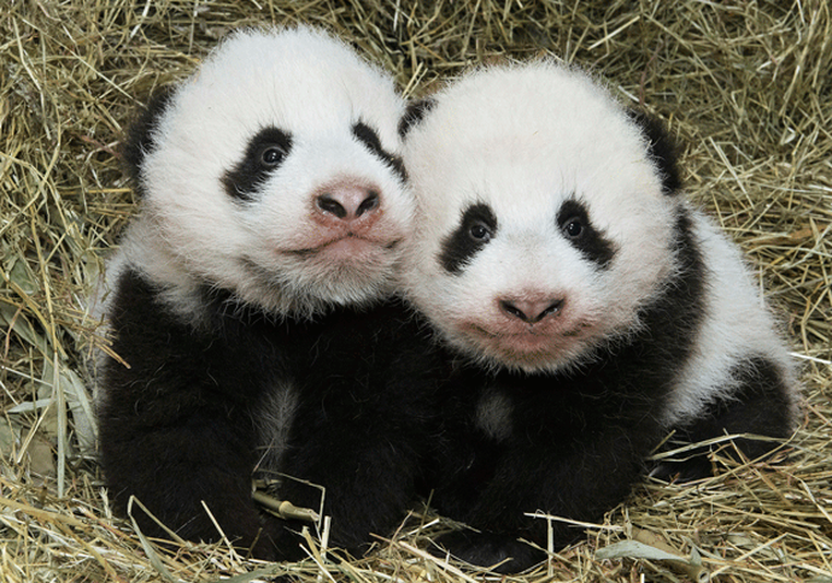 pandinhas