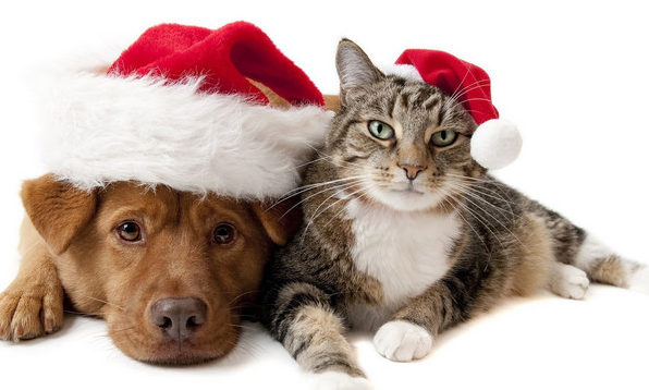 2015-12-15-cao-gato-natal