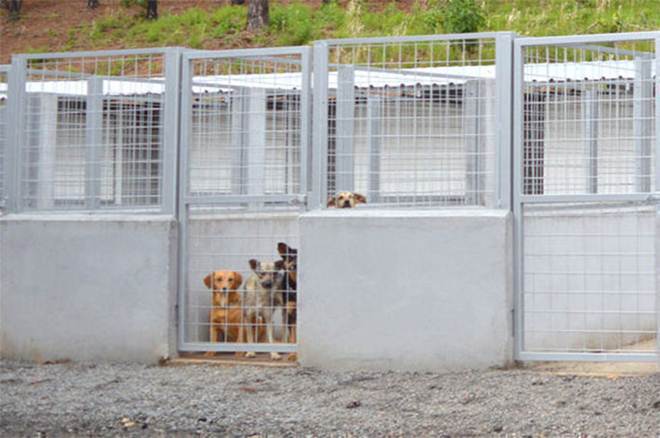 mg_pocos_de_caldas_prefeitura_inaugura_novo_abrigo_animais