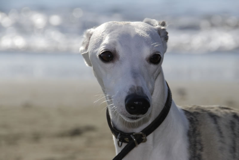 pequeno_galgo_italiano_raca_portal_dog-2