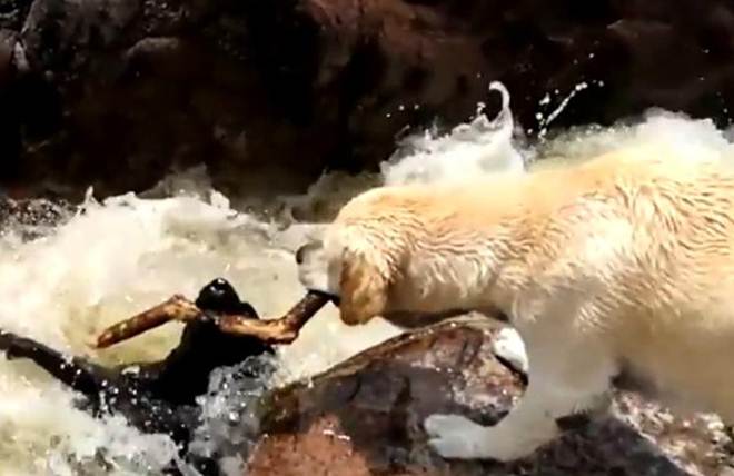 Argentina_cachorro_heroi_salva_vida_de_outro