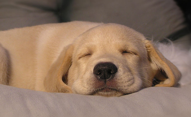 cachorro-relaxado-dormingo-labrador-750