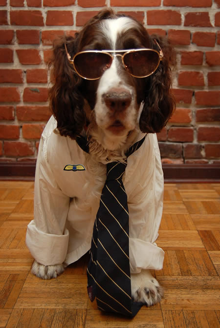 cachorro8