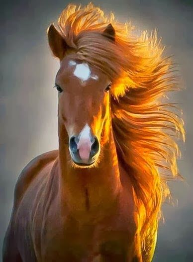 cavalo-4