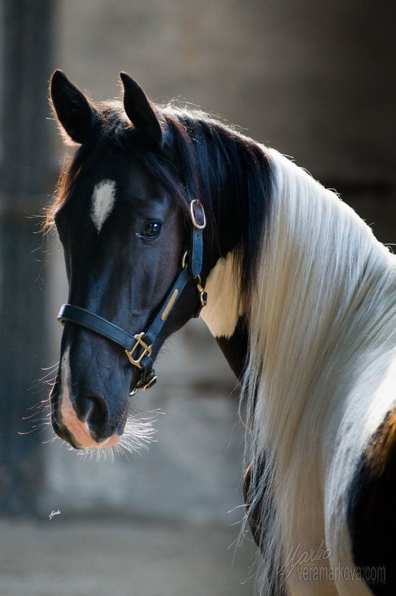 cavalos