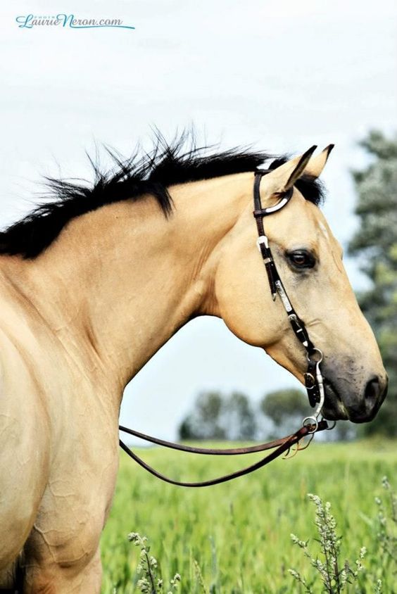 cavalos-3