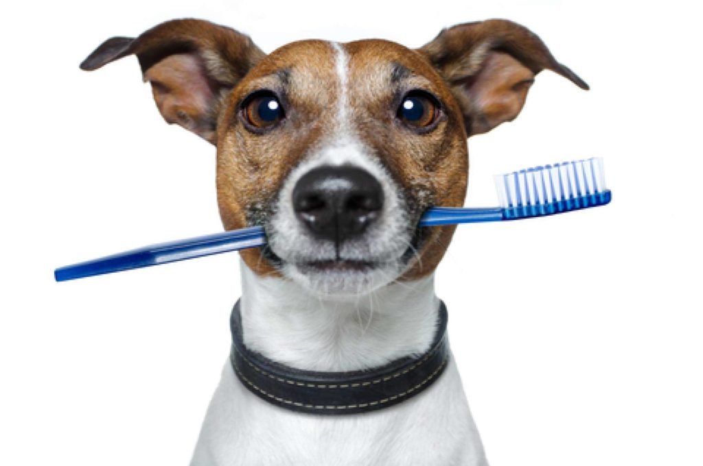dental_dog_0