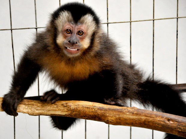 macaco3