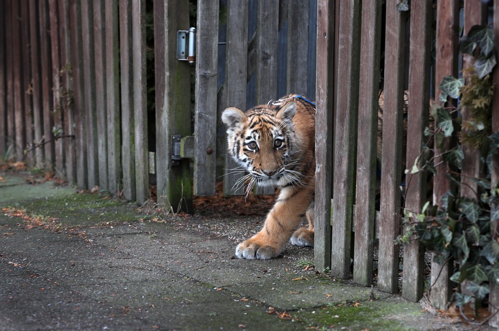 tigre-elsa2