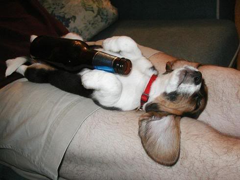 cachorro-bebendo-cerveja-03