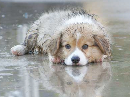 cao_na_chuva