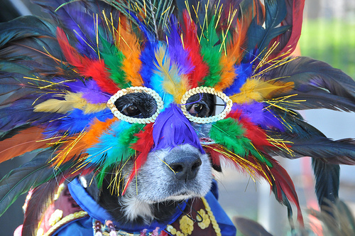 carnaval_caes