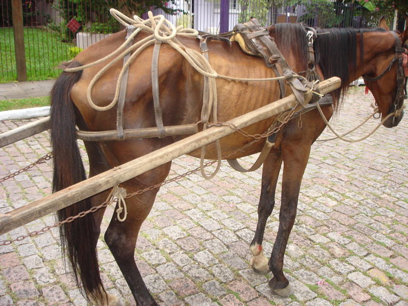 cavalo-foto-Marcia-pedindo-ajuda