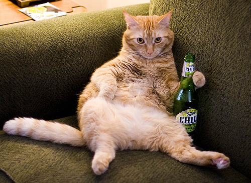 cerveja-gato